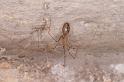 Pholcus_phalangioides_D6169_Z_90_Les Gris_Frankrijk